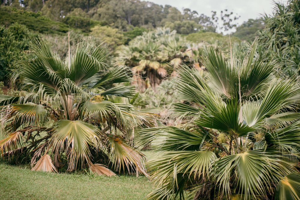 Photo of two Loulu at McBryde Garden, Poipu, Kaua'i, Hawaii.