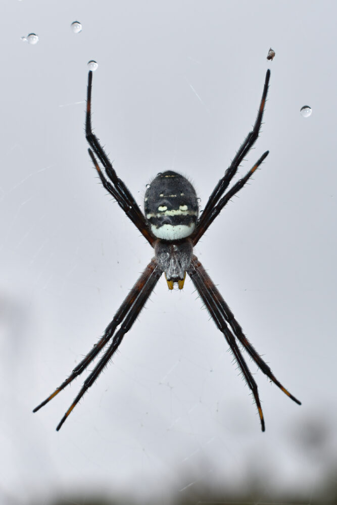 photo of "Kaua'i spooky face spider" by Graham Talaber.