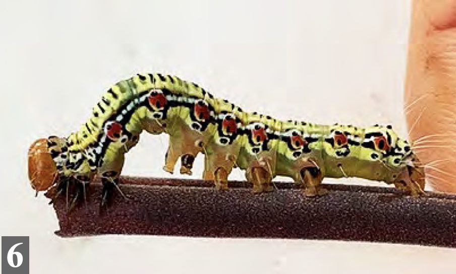 yellow morph larva.
Photo: Anna Palomino