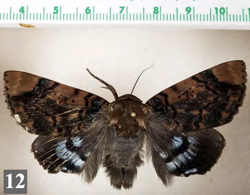 adult (in cm). Photo: HDOA