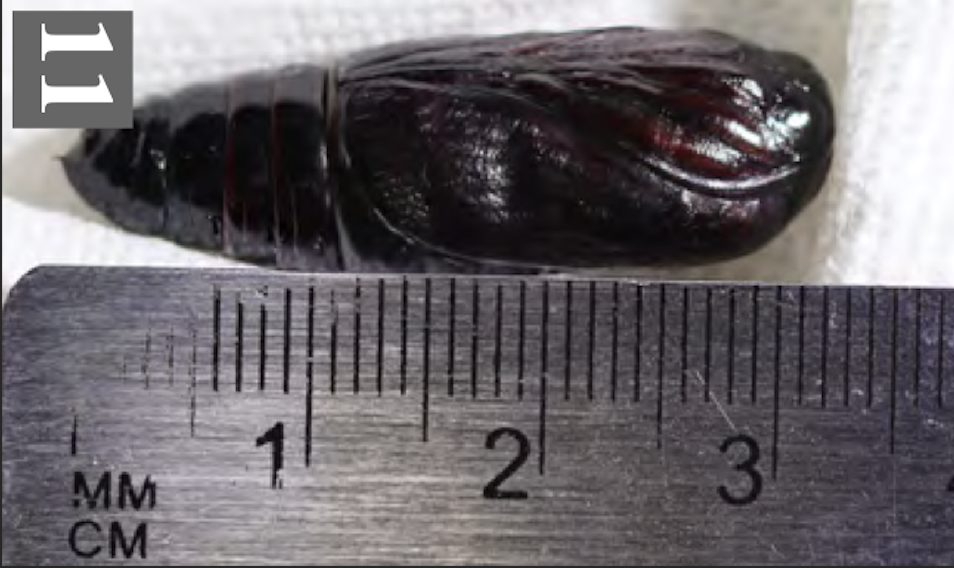 pupa (in cm). Photo: Michelle Au