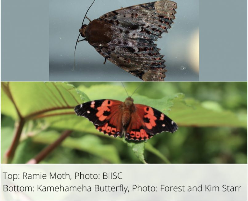 Kamehameha butterfly vs ramie moth