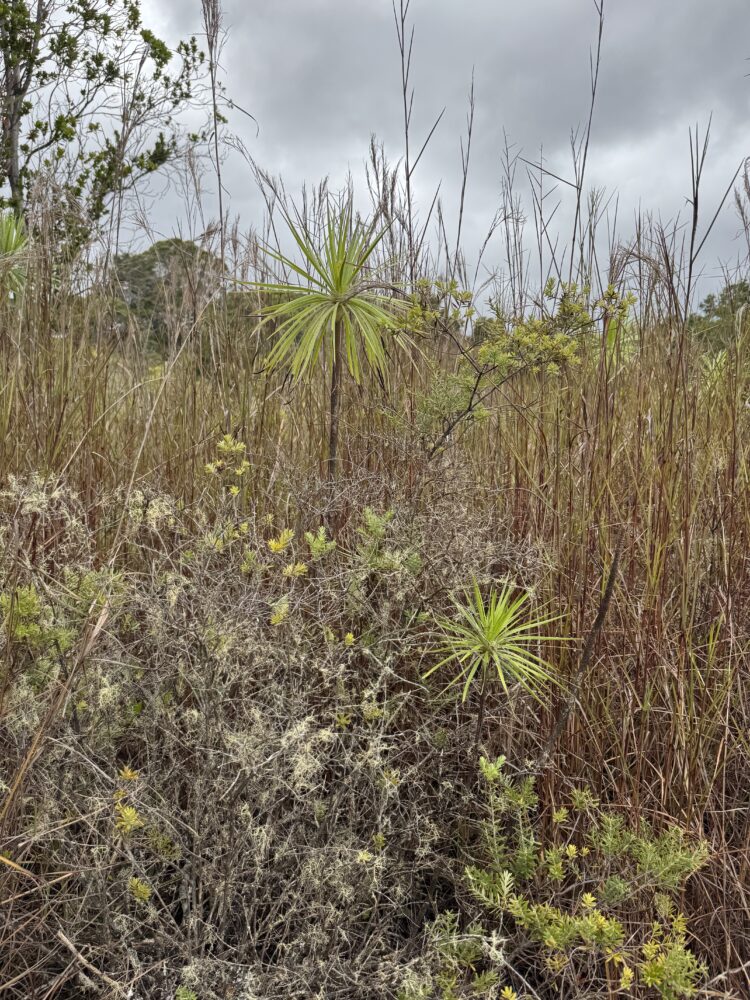 photo of invasive beardgrass crowding out iliau plant