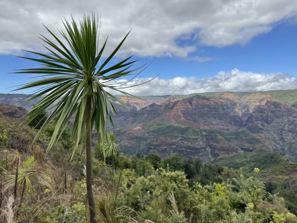 photo of iliau plant with waimea canyon in background