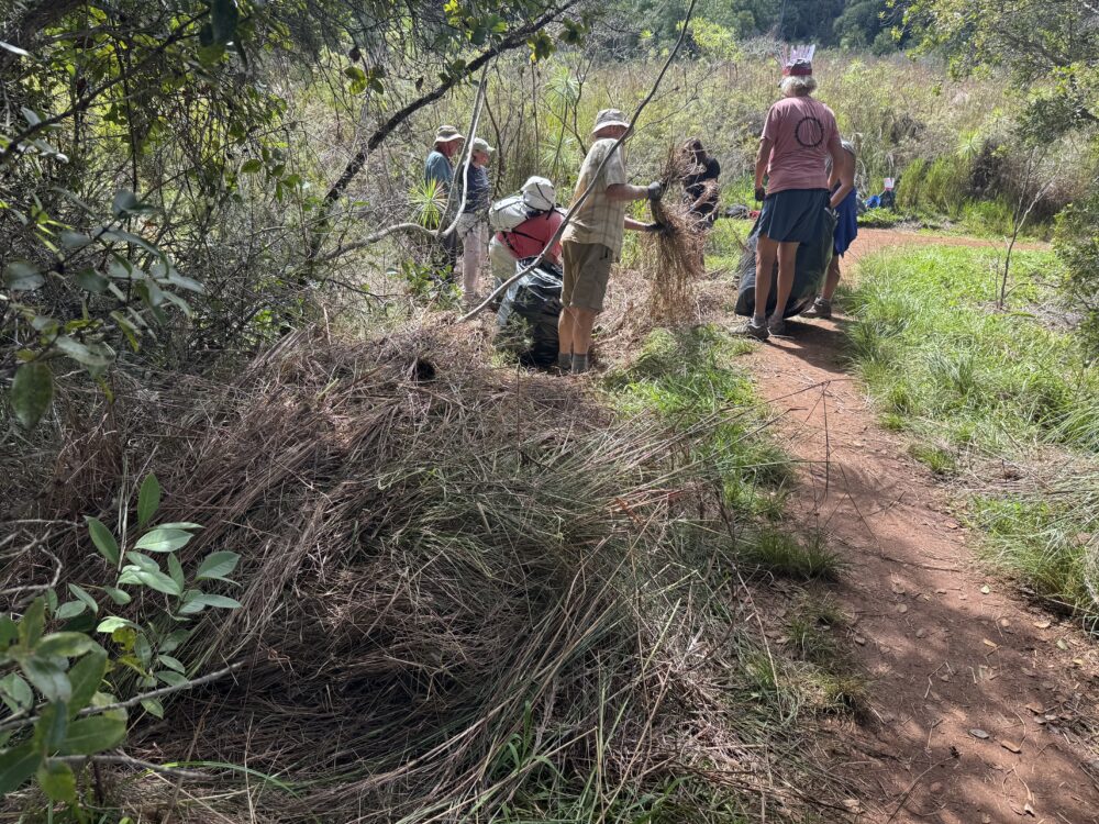 photo of sierra club volunteers removing invasive beardgrass at iliau trailhead