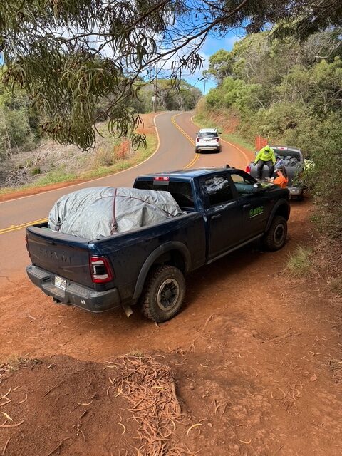 photo of KISC trucks loaded with invasive 
beardgrass 