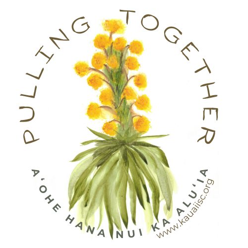 Watercolor image of iliau plant with words "Pulling Together" above and "Aʻohe hana nui ka aluʻia" below.