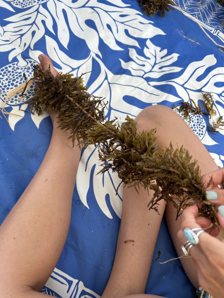 Invasive Informant: ʻŌhiʻa Forests and Limu.