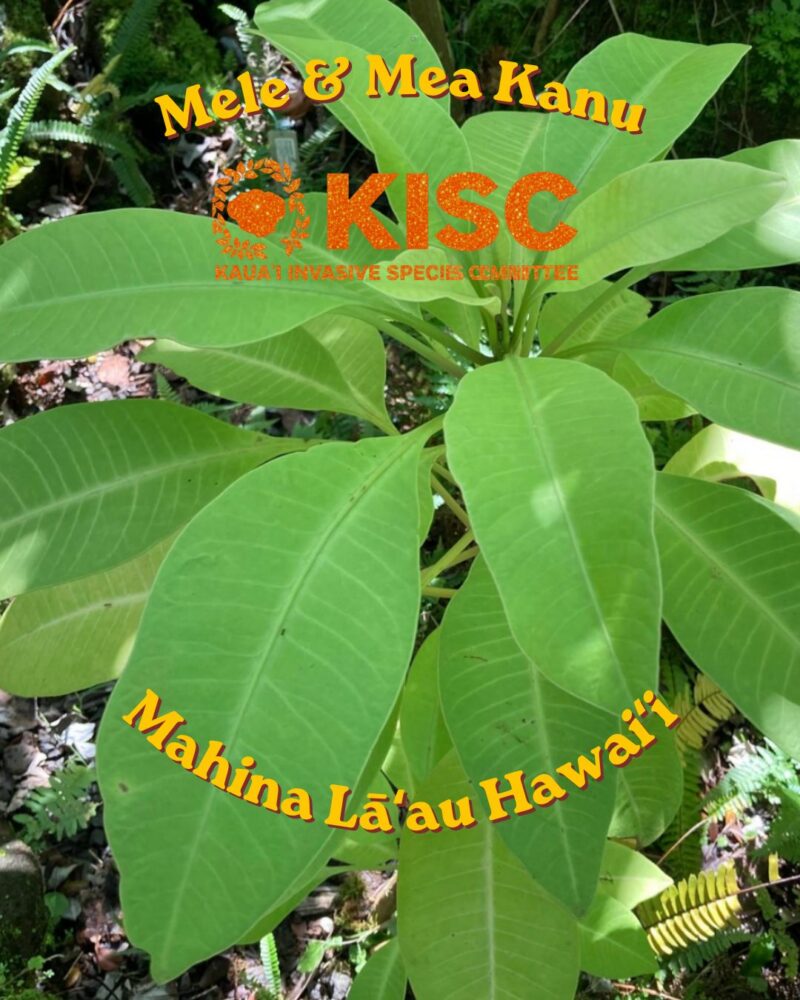 Pāpala Plant used for Oahi
