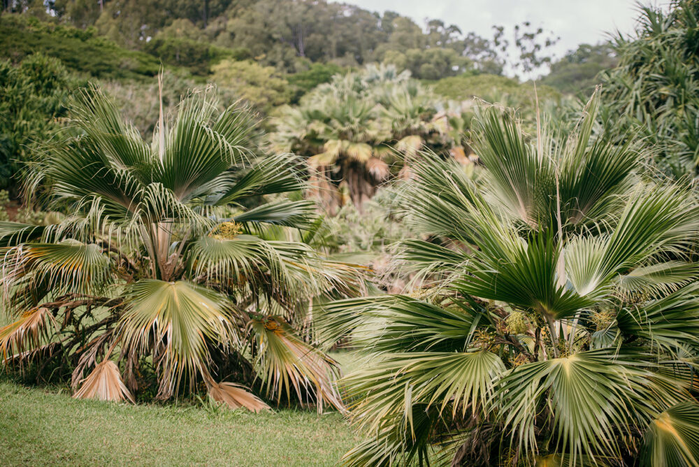 photograph of loulu at NTBG Lāwaʻi Gardens.