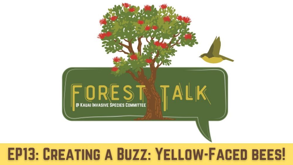 graphic of ʻōhiʻa tree and text that says Forest Talk: Creating a Buzz - Yellow-faced bees