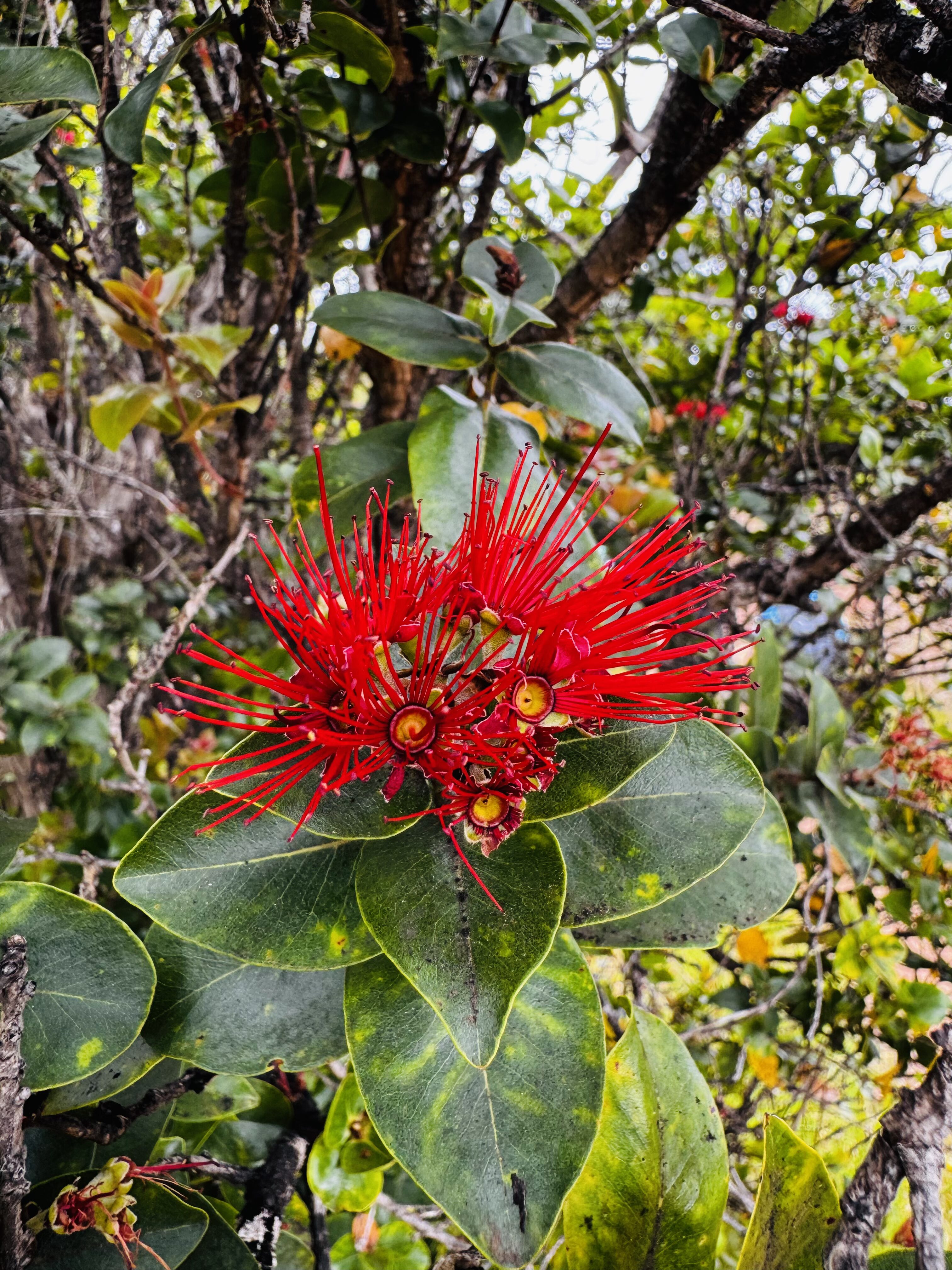 photo of red 'Ōhi'a flower