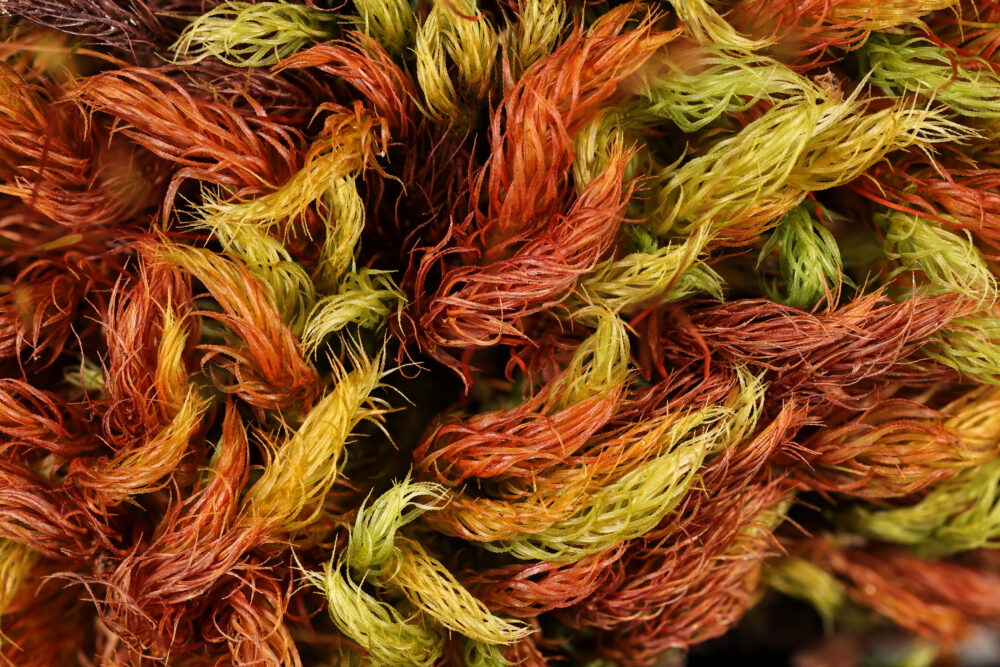 Photo of moss, scientific name is Pyrrhobryum_spiniforme