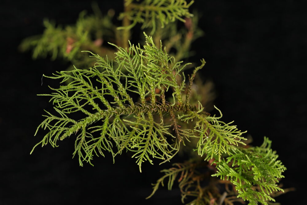 Photo of moss, scientific name: Thuidium_cymbifolium