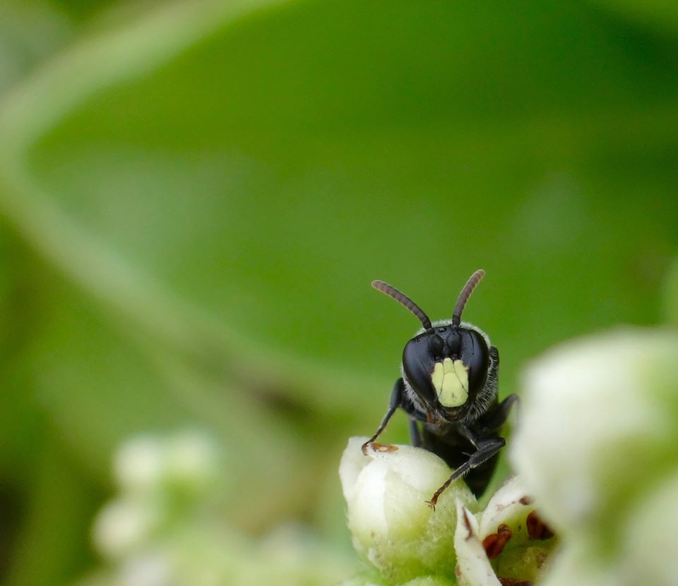 close up photo of a super cute Hawaii native yellow-faced bee