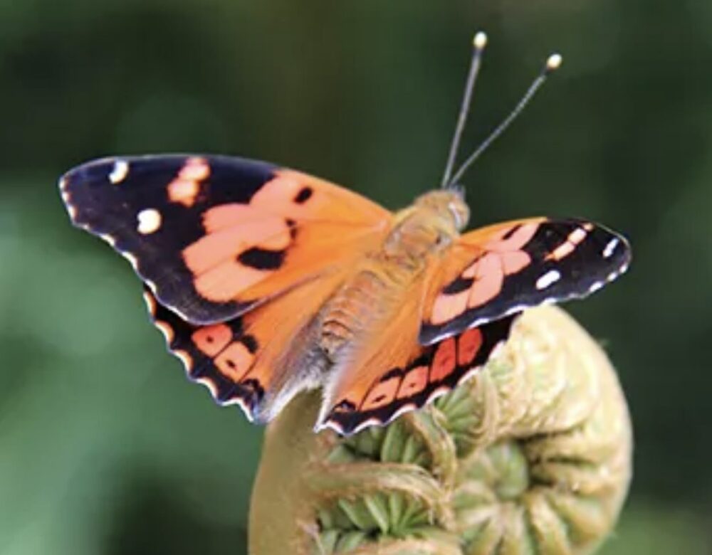 Pulelehua (Kamehameha butterfly) resting on a fern (NPS Photo/J. Robinson)