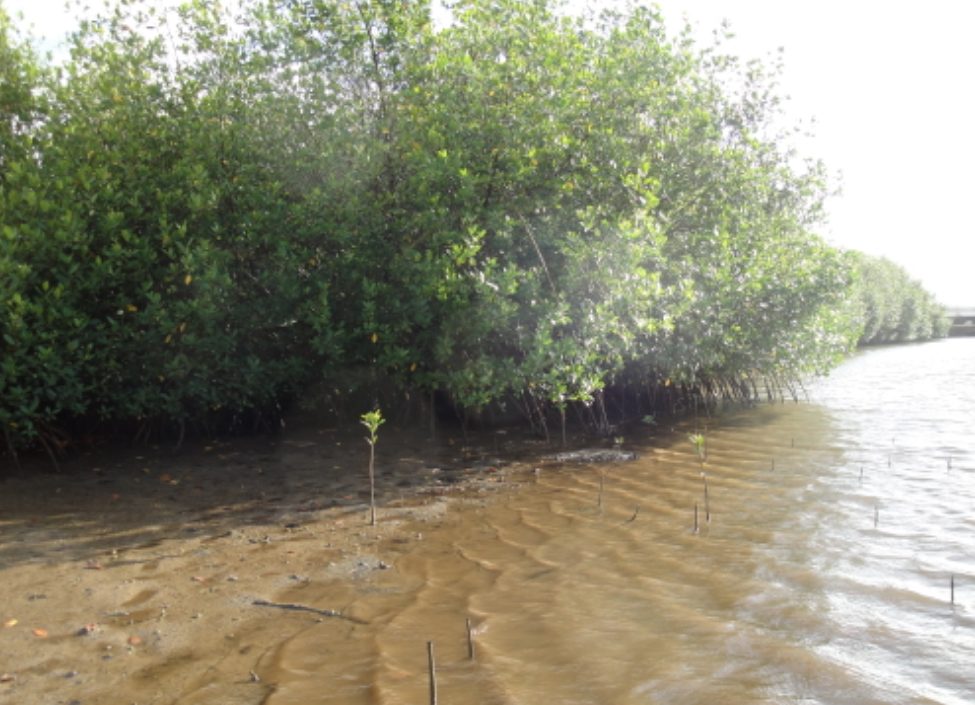mangrove