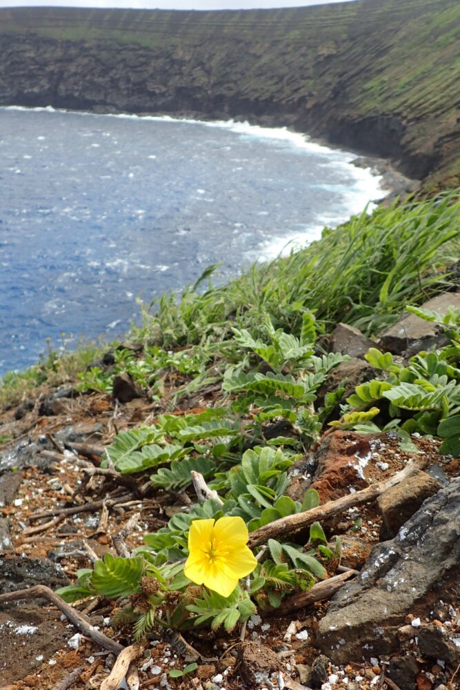 photo of lehua islet with yellow blooming flower in foreground