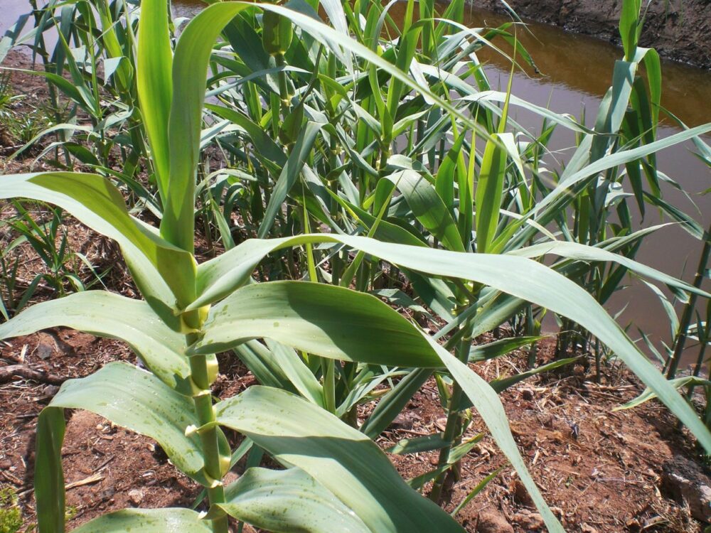 Arundo growing along a ditch