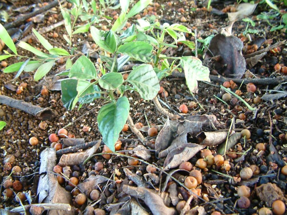 Bishop Wood seedling