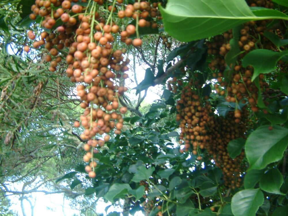 Bishop Wood seeds and leaves