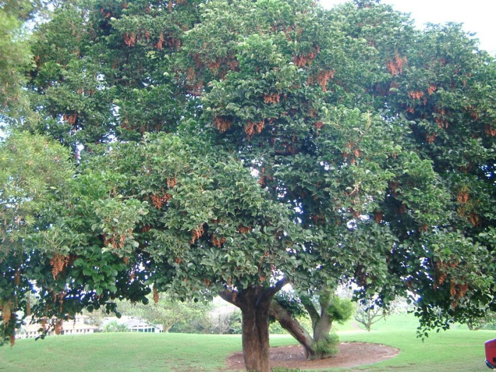 Bishop Wood