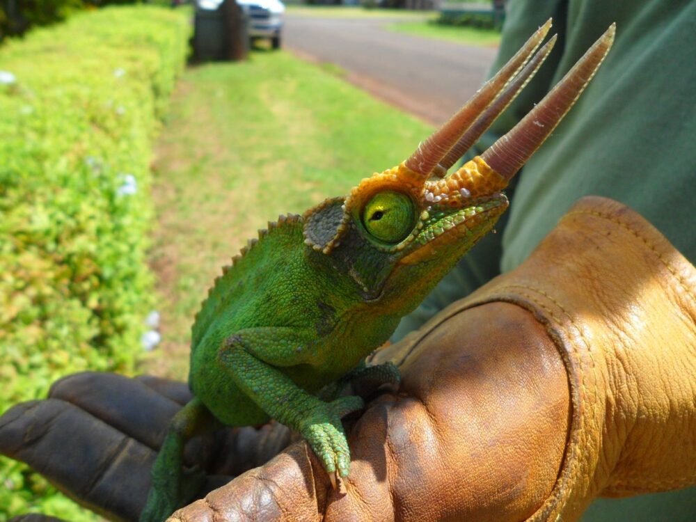 Captured male Jacksons Chameleon