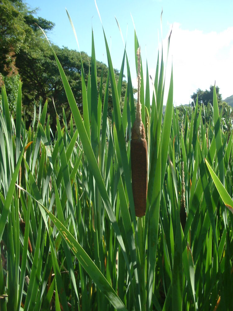 Cigar-shaped seedhead on cattail