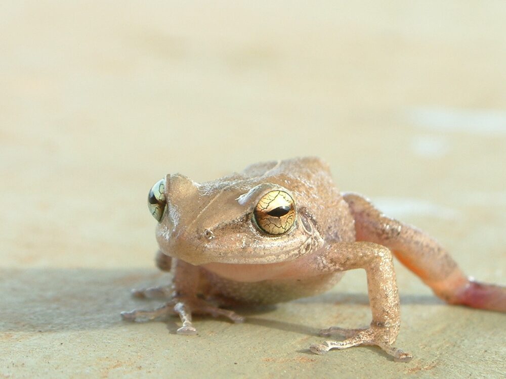 Male Coqui