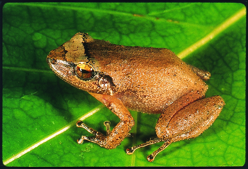 Coqui frog on a leaf