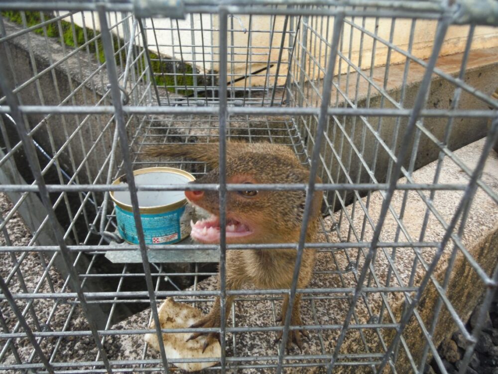 Juvenile Mongoose