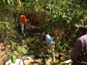 KISC crew removing False Kava on north shore Kauai