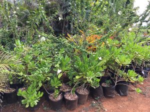 Natives at Ron's Nursery
