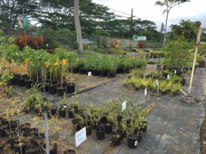 Native plant section at KNL