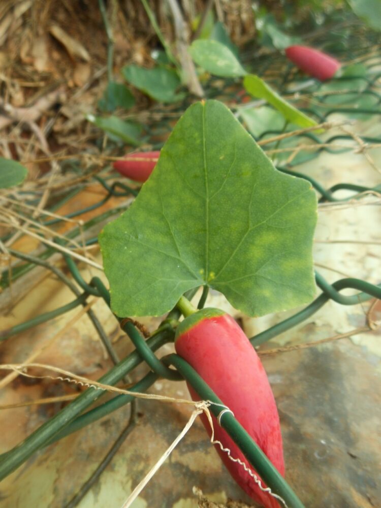 Ivy gourd leaf and fruit