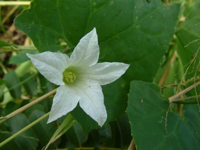 Ivy gourd climbing down hillside near Kealia