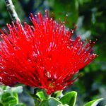Ohia blossom