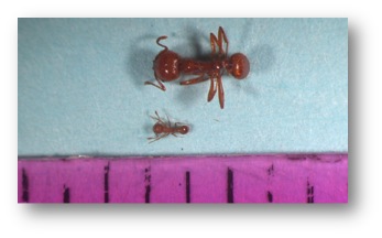 Tropical Fire Ant (Top) Little Fire Ant (Bottom) Photo: USDA
