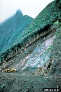 Landslide in Tahiti Miconia infestation. Note the monotypic forest.