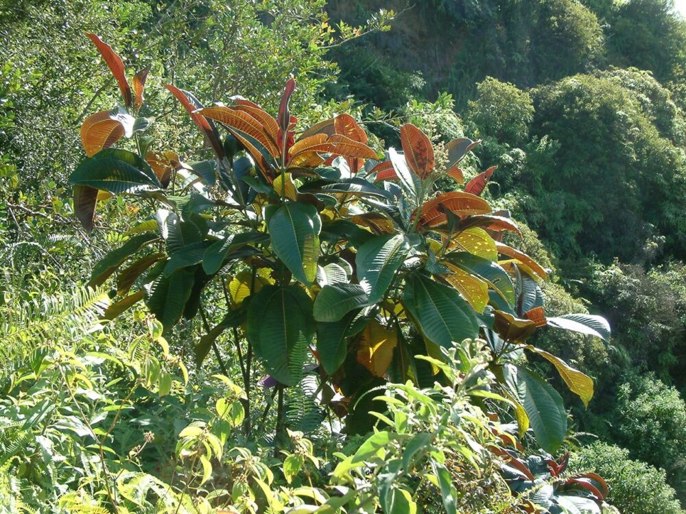 Miconia in the Wailua Game Management Area