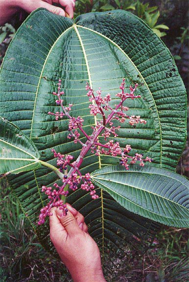 Miconia leaves and inflourescense