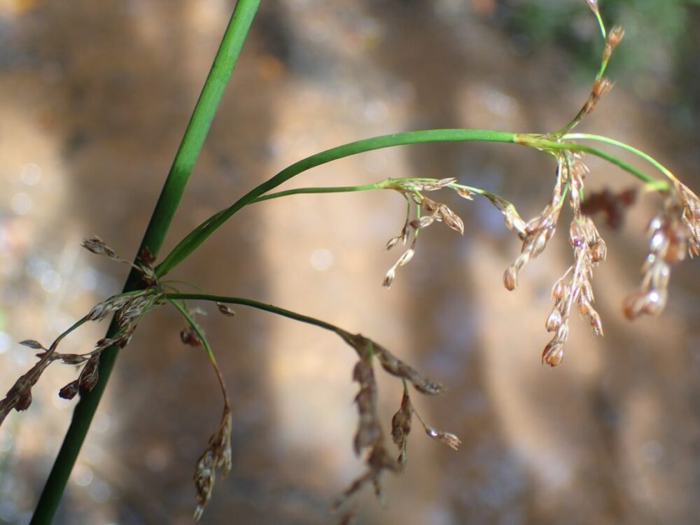 Juncus effusus inflorescence