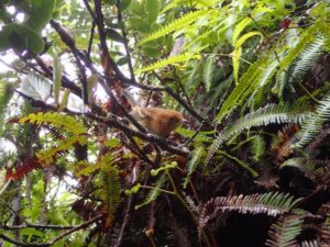 Native forest bird - Elepaio. Habitat restricted to >1000m due to mosquitos