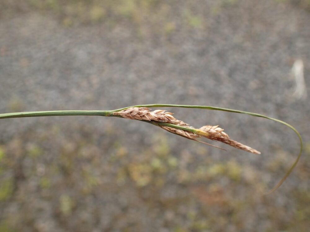 Carex montis-eeka inflorescence