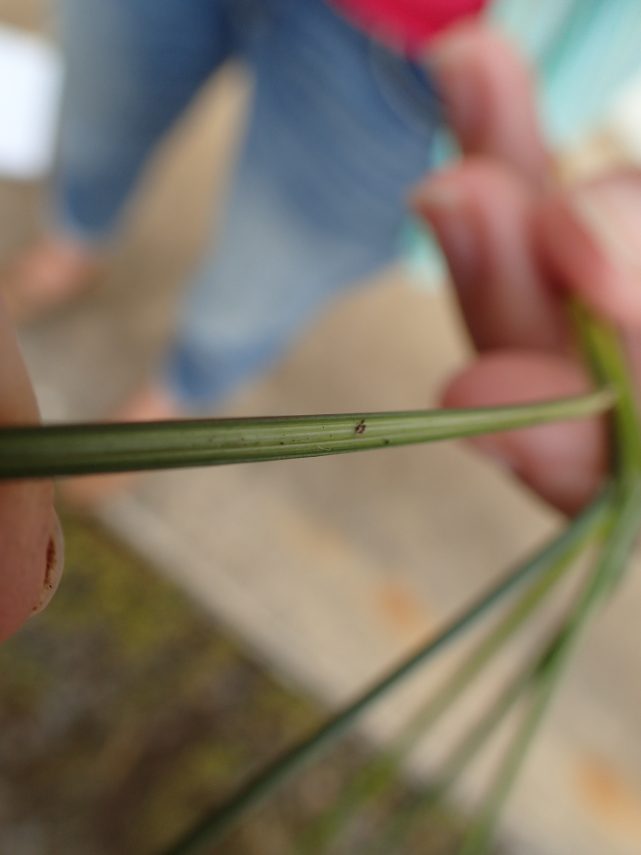 Carex montis-eeka leaf