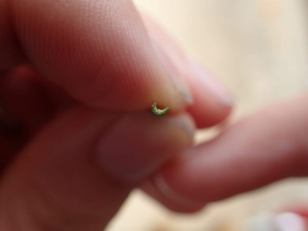 "U" shape when Carex montis-eeka leaf is cut in half