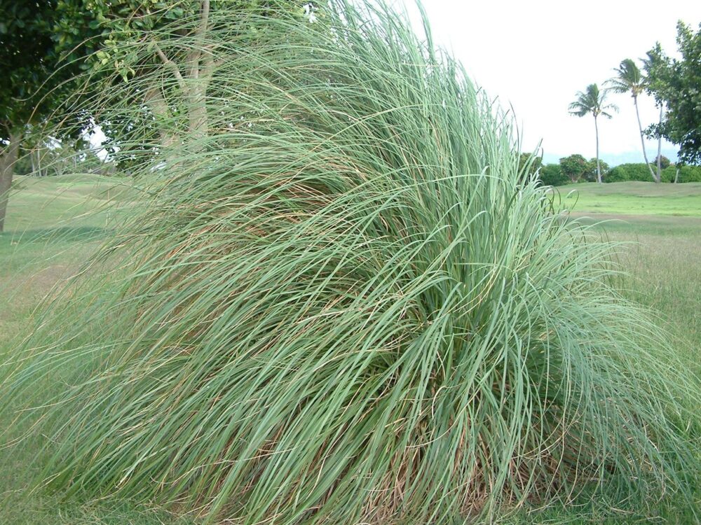 Pampas closeup razor sharp leaves