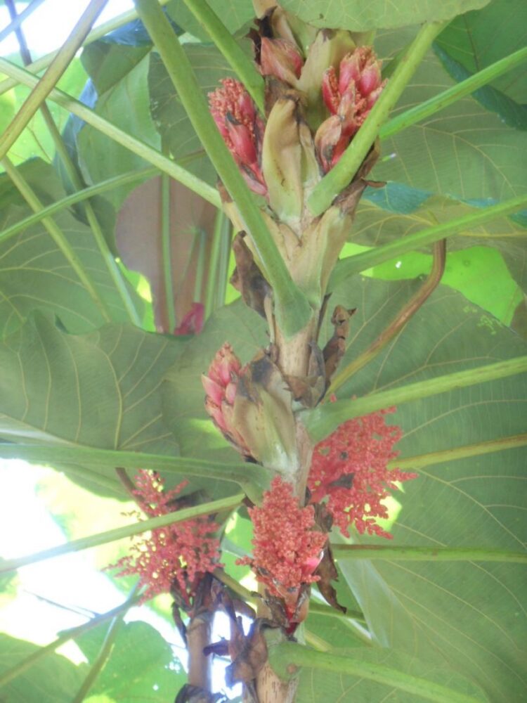 Red bracts located along main stem