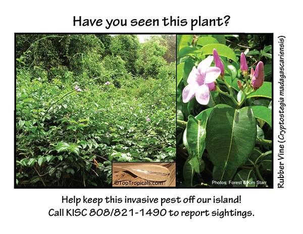 Rubbervine postcard alert