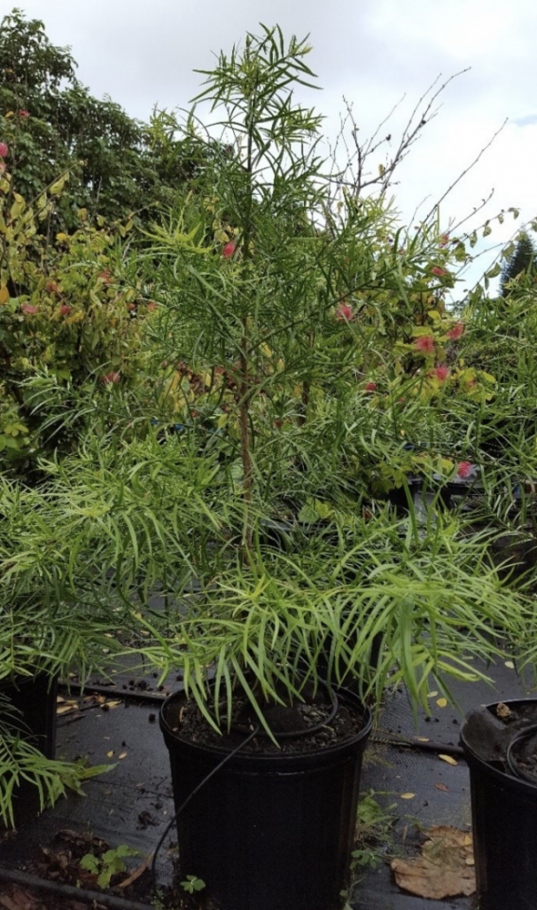 Christmas Tree Alternatives Kauai Invasive Species Committee (KISC)